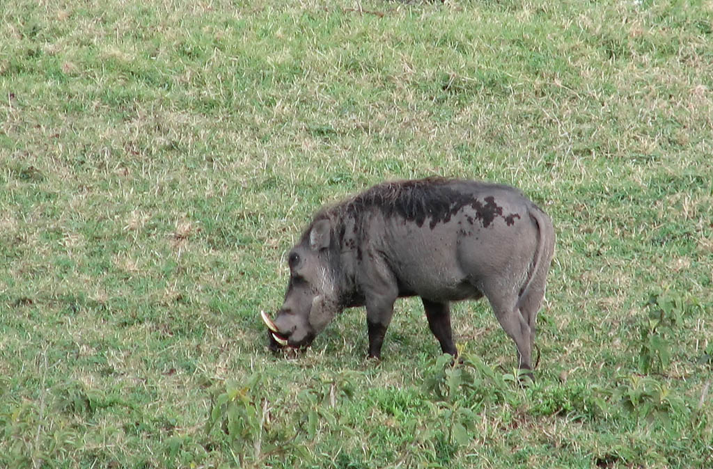 Warthog (Category:  Travel)