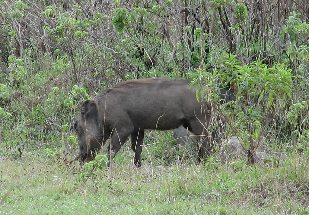 Warthog (Category:  Travel)