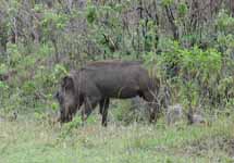 Warthog (Category:  Travel)