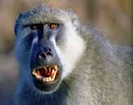 Baboon (Category:  Travel)