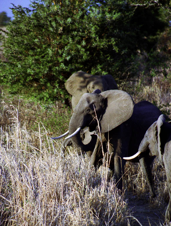 Elephant (Category:  Travel)