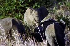 Elephant (Category:  Travel)