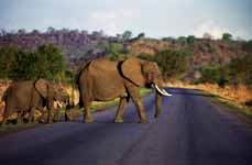 Elephant (Category:  Travel)