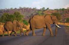 Elephant (Category:  Travel)