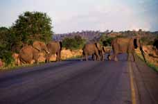 Elephant (Category:  Travel)