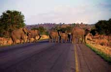 Elephant (Category:  Travel)