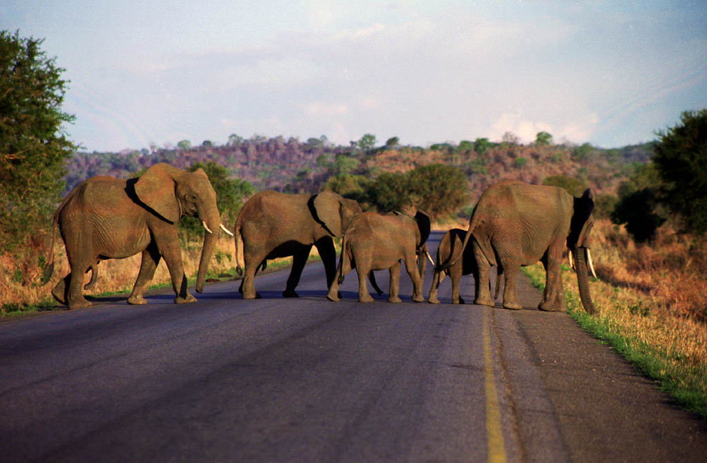 Elephant (Category:  Travel)