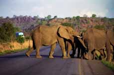 Elephant (Category:  Travel)