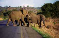 Elephant (Category:  Travel)