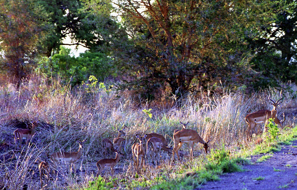 Impala (Category:  Travel)