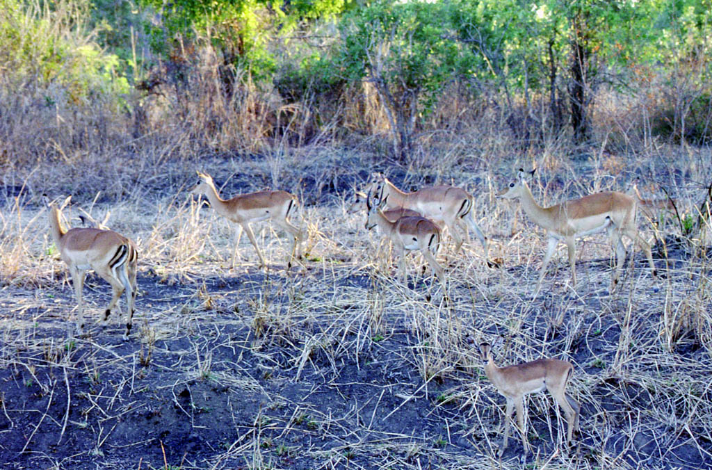 Impala (Category:  Travel)