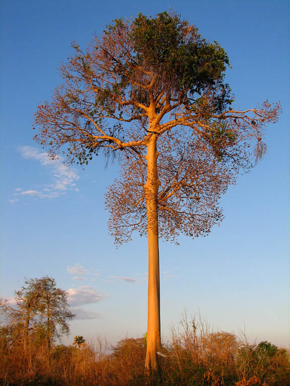 Yellow Acacia  (Category:  Travel)