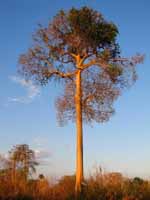 Yellow Acacia  (Category:  Travel)