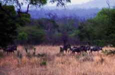 Wildebeest herd in the distance.  These were the best pictures I could get. (Category:  Travel)