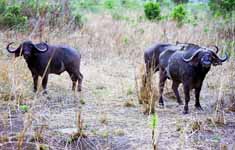 Cape Buffalo (Category:  Travel)