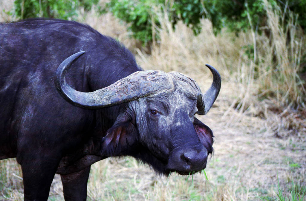 Cape Buffalo (Category:  Travel)