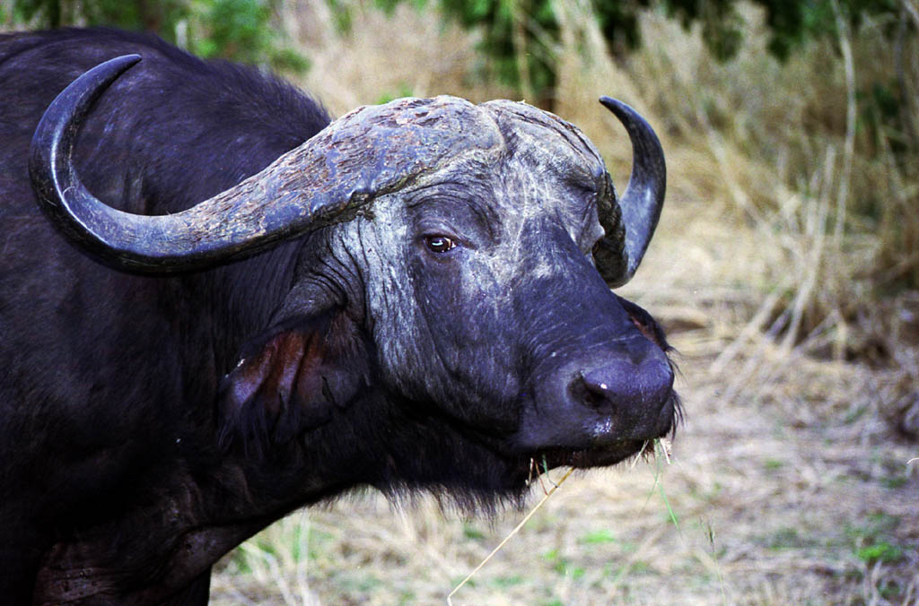 Cape Buffalo (Category:  Travel)