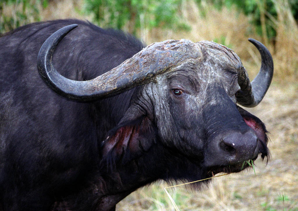 Cape Buffalo (Category:  Travel)