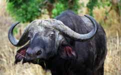 Cape Buffalo (Category:  Travel)