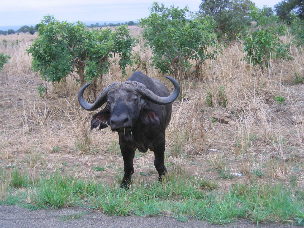 Cape Buffalo (Category:  Travel)