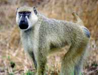 Baboon (Category:  Travel)