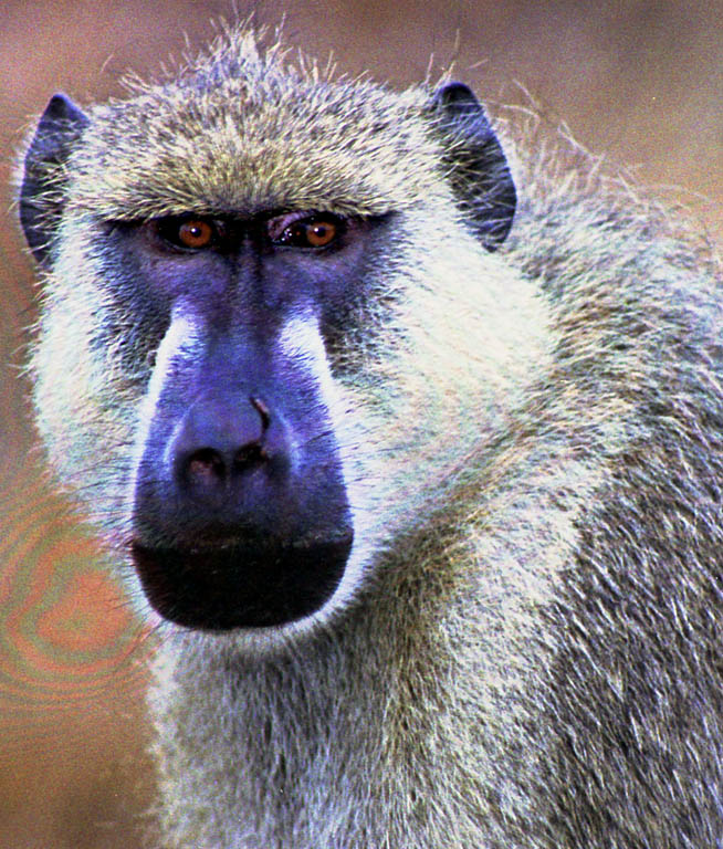 Baboon (Category:  Travel)