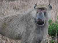 Baboon (Category:  Travel)