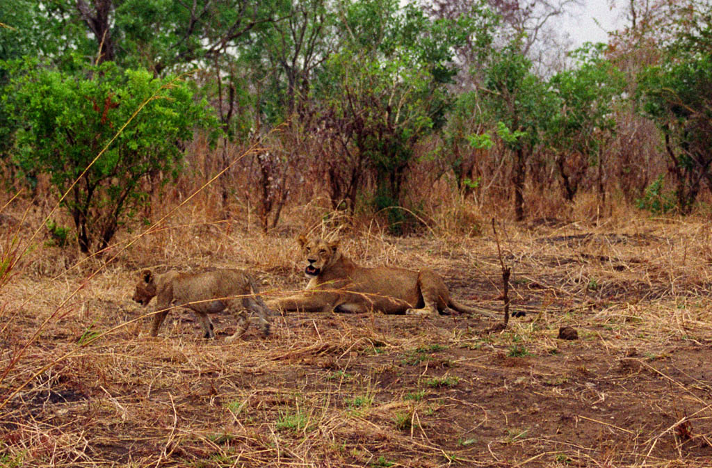 Young Lion and Mother Lion (Category:  Travel)