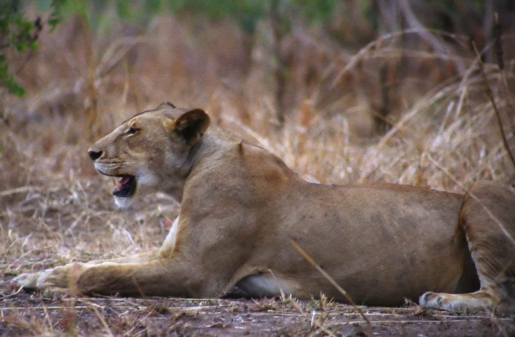 Mother Lion (Category:  Travel)