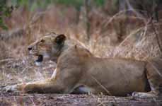 Mother Lion (Category:  Travel)