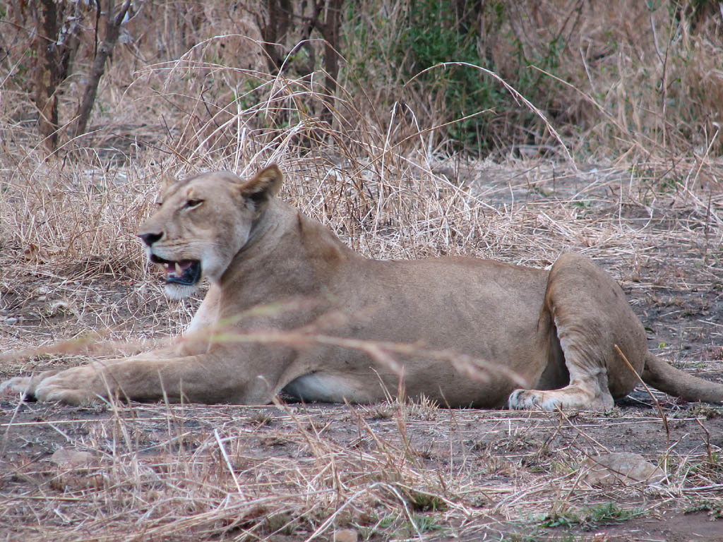 Mother Lion (Category:  Travel)