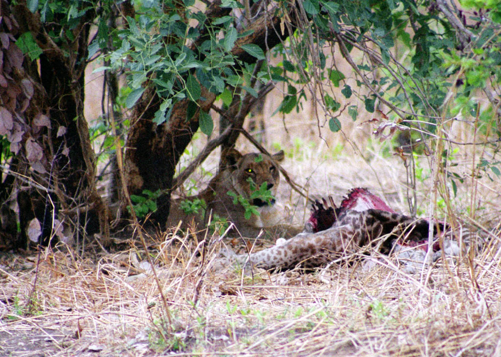 Lion eating a Giraffe (Category:  Travel)