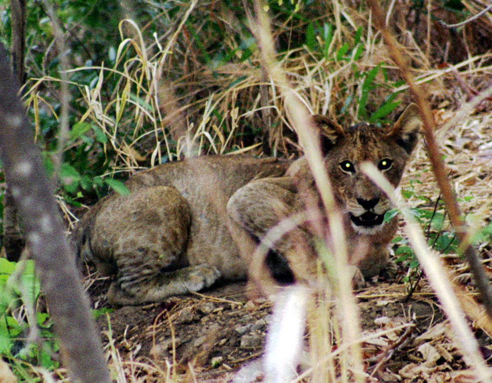 Young Lion (Category:  Travel)