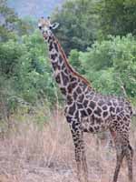 Giraffe (Category:  Travel)