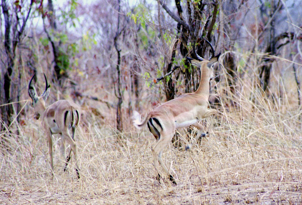 Impala (Category:  Travel)