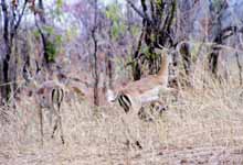 Impala (Category:  Travel)