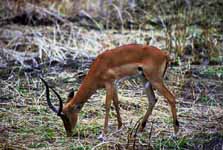 Impala (Category:  Travel)