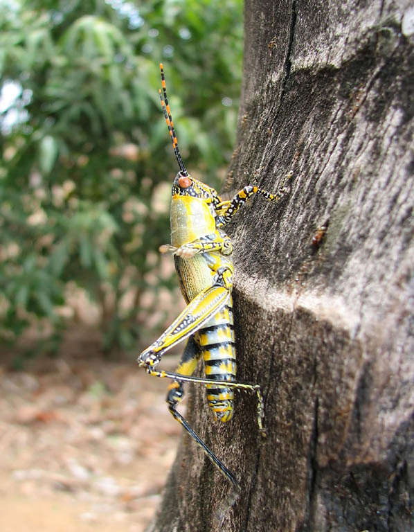 Grasshopper (Category:  Travel)