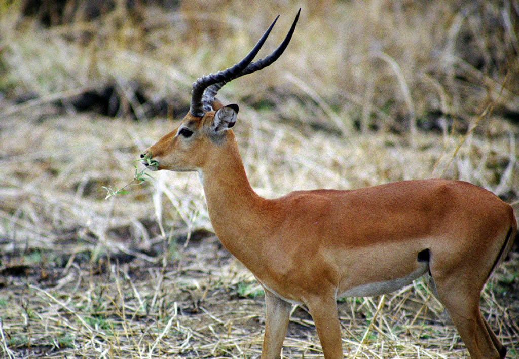 Impala (Category:  Travel)