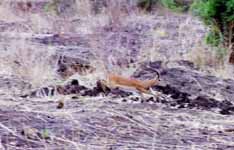 Impala running (Category:  Travel)