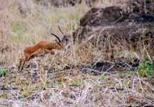 Impala running (Category:  Travel)