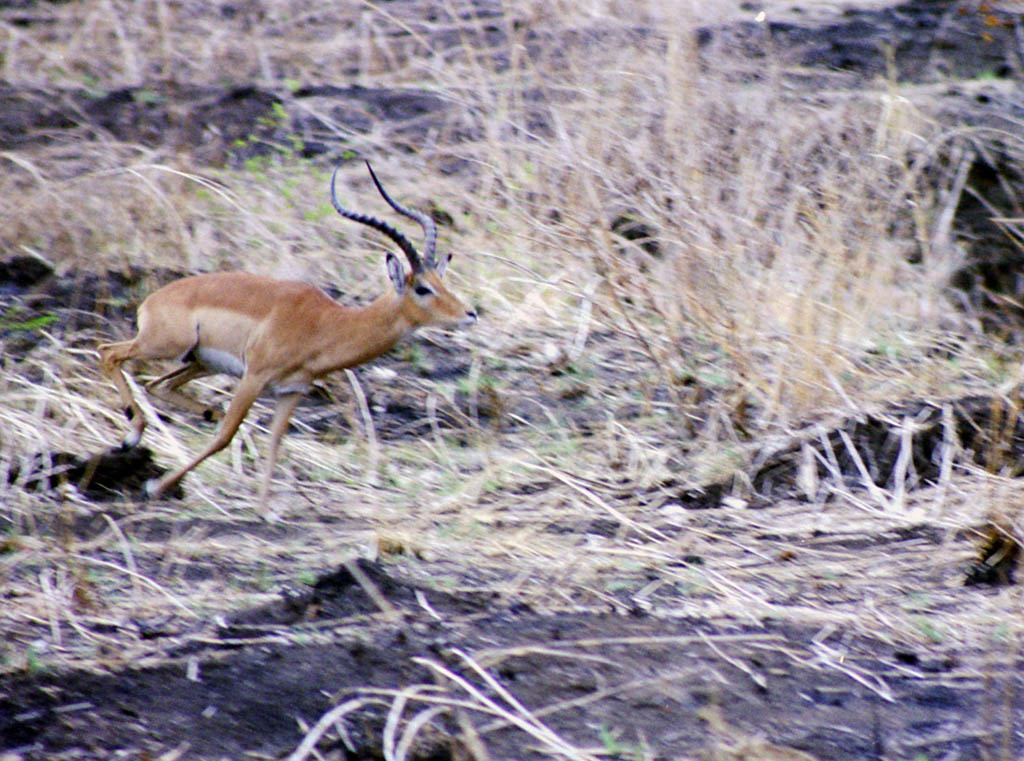 Impala running (Category:  Travel)