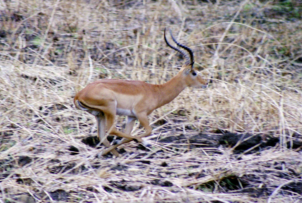 Impala running (Category:  Travel)