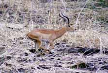 Impala running (Category:  Travel)