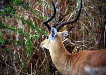 Impala (Category:  Travel)