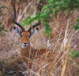 Impala (Category:  Travel)