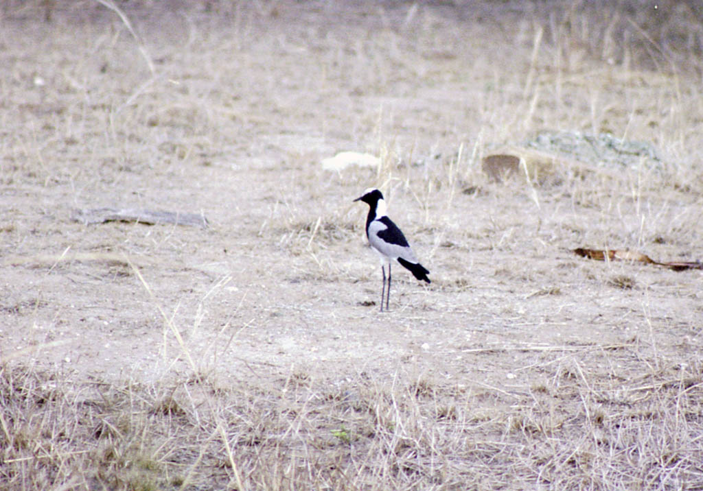 Bird (Category:  Travel)