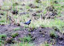 Iridescent Blue Bird (Category:  Travel)