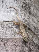 Lizard (Category:  Travel)