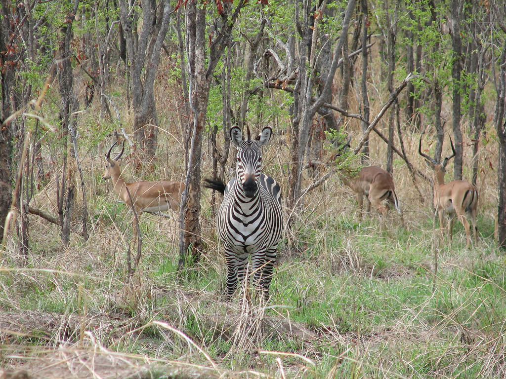 Zebra with Impala in the background. (Category:  Travel)